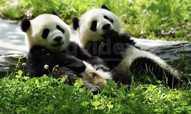 gvider - Chengdu - China Travel Services